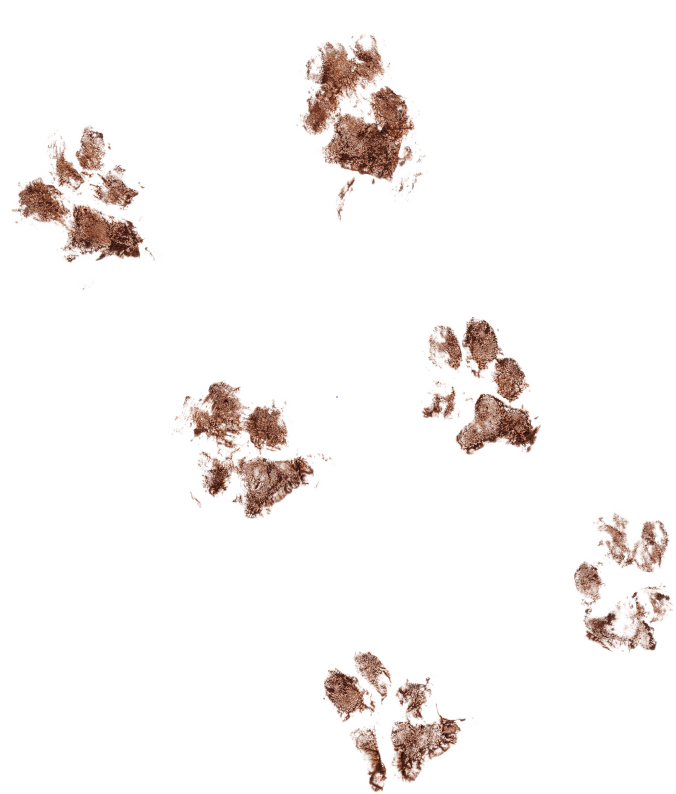 Footprint Dirt Image