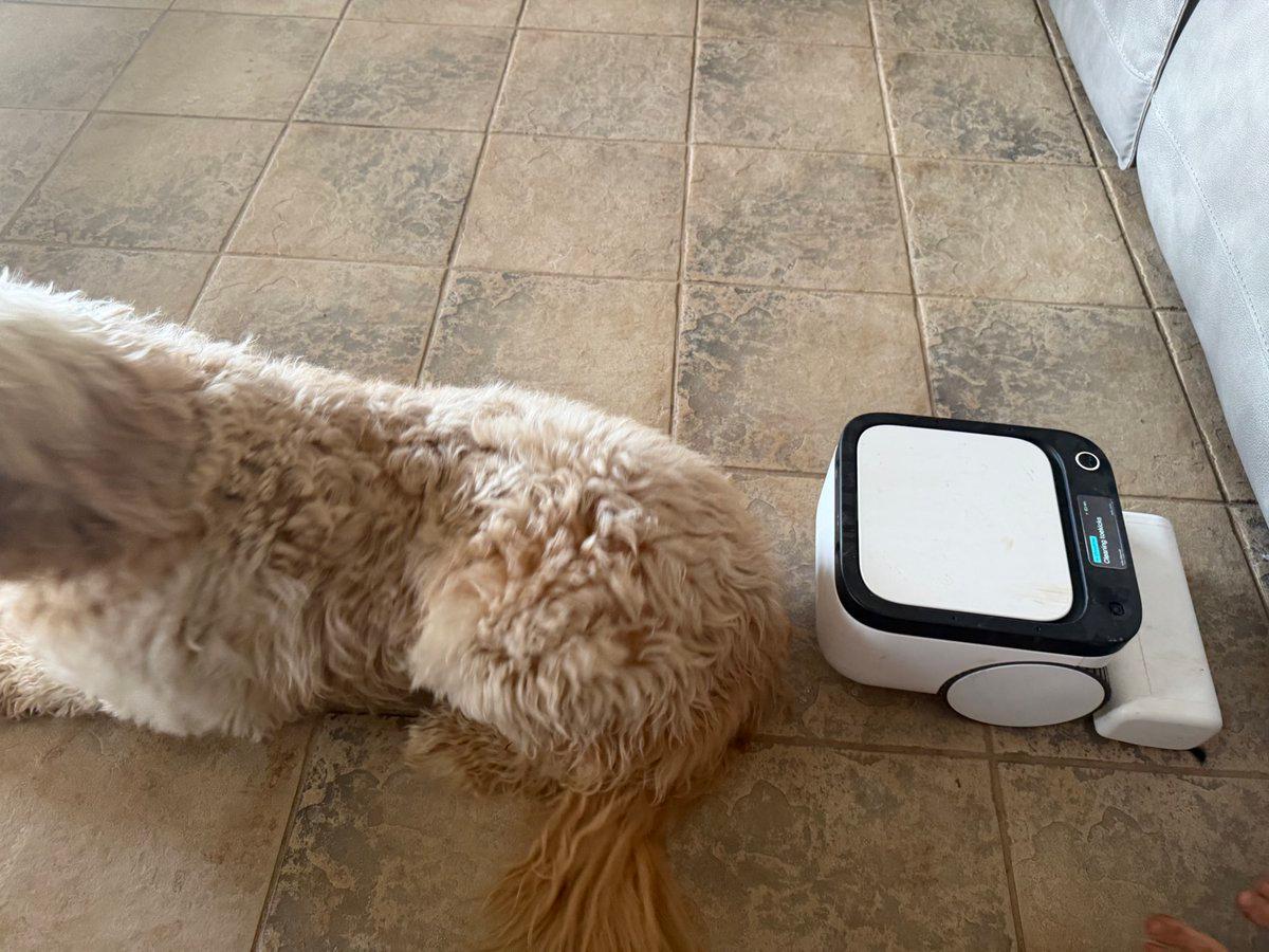 Our dogs don’t mind @maticrobots at all. Other vac...