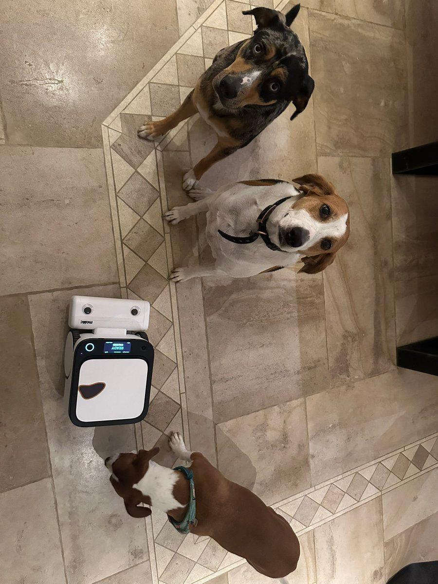 Two weeks into running Matic every day and dealing...