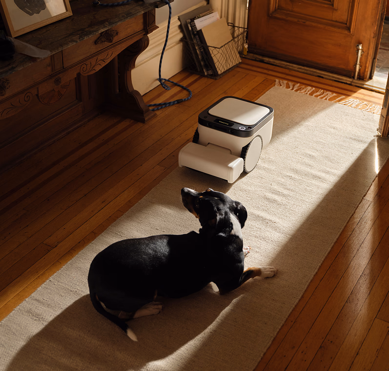 Matic cleaning near a dog on a rug